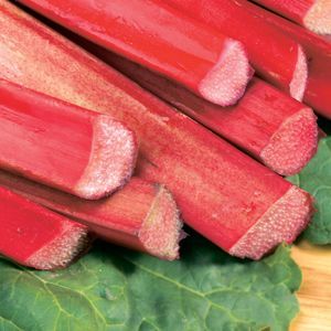 Chipmans Canada Red Rhubarb (RHEUM CHIPMANS CANADA RED) - 1 gallon