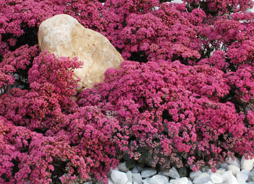 Dazzleberry Sedum (N&C SEDUM DAZZLEBERRY) - 1 gallon