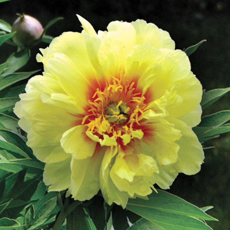 Bartzella Itoh Peony (PAEONIA I BARTZELLA (YELLOW)) - 2 gallon
