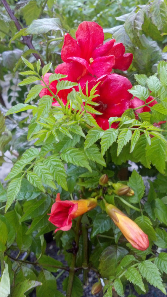 Summer Jazz™ Fire Trumpet Vine (CAMPSIS SUMMER JAZZ FIRE)