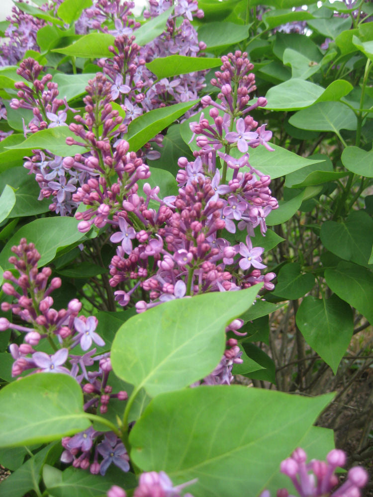 Prairie Petite Lilac (SYRINGA VUL. PRAIRIE PETITE) - 2 gallon 10"