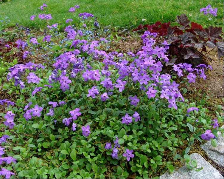 Sherwood Purple Creeping Phlox (PHLOX STOL. SHERWOOD PURPLE) - 1 gallon