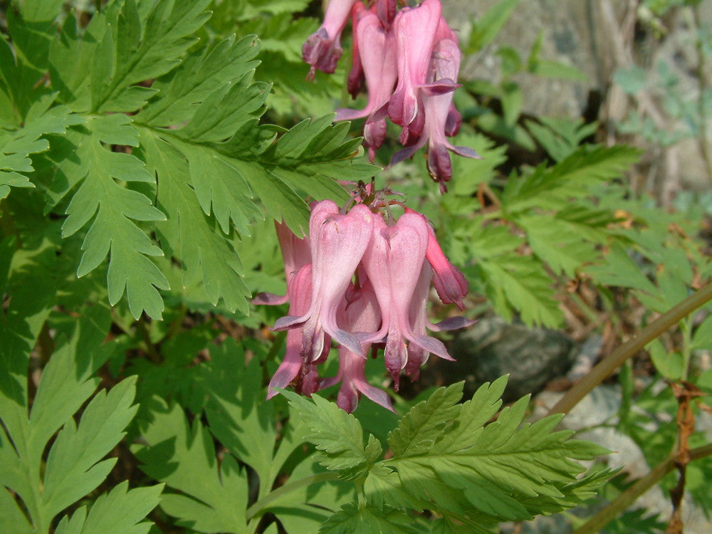 Fringed Bleeding Heart (DICENTRA EXIMIA) - 1 gallon