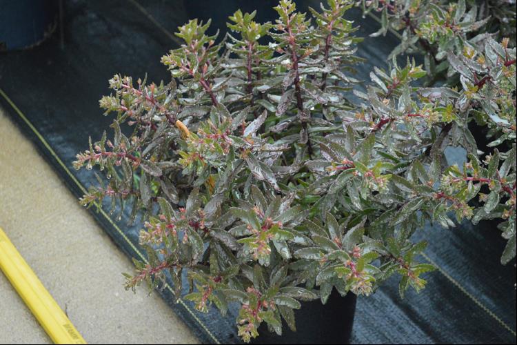 SunSparkler® Jade Tuffet Stonecrop (SEDUM JADE TUFFET) - 1 gallon