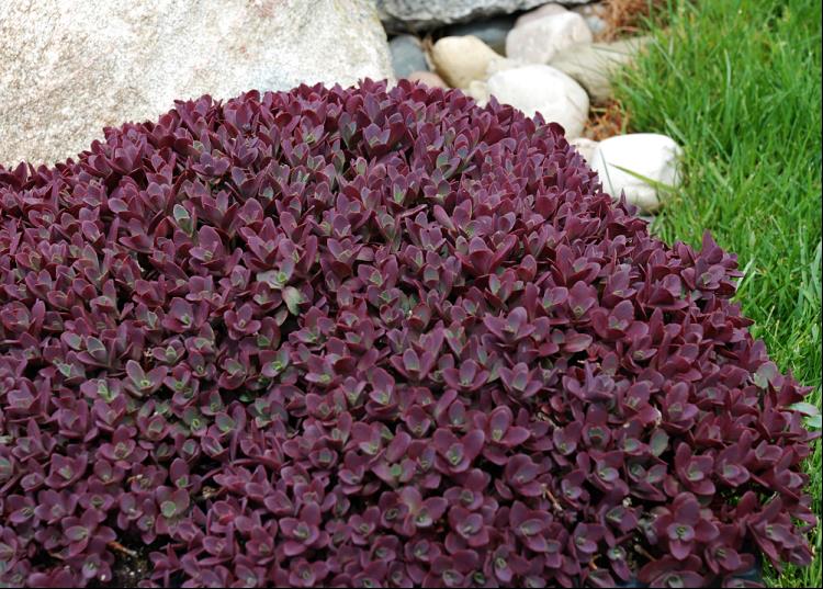 SunSparkler® Sedum Firecracker (SEDUM FIRECRACKER) - 1 gallon