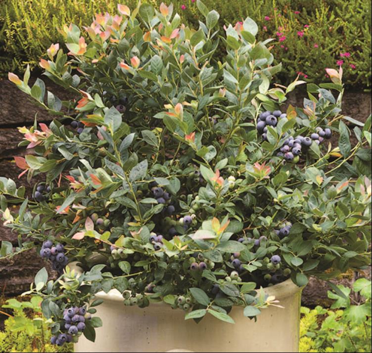 Pink Icing® Blueberry (VACCINIUM PINK ICING) - 1 gallon