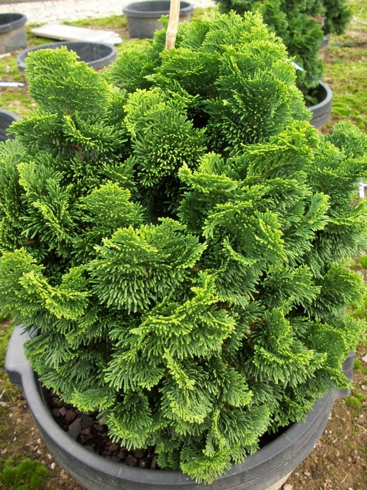 Hinoki False Cypress (CHAM. OBTUSA NANA) - 3 gallon 12"