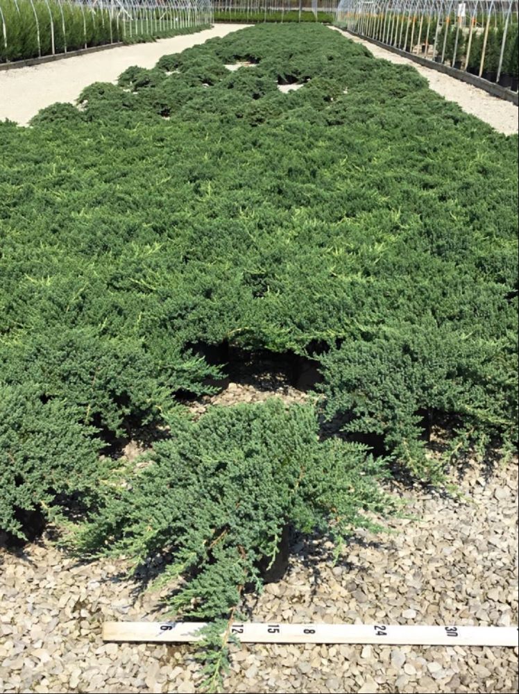 Dwarf Japanese Garden Juniper (JUNIPER C. PROCUMBENS NANA)