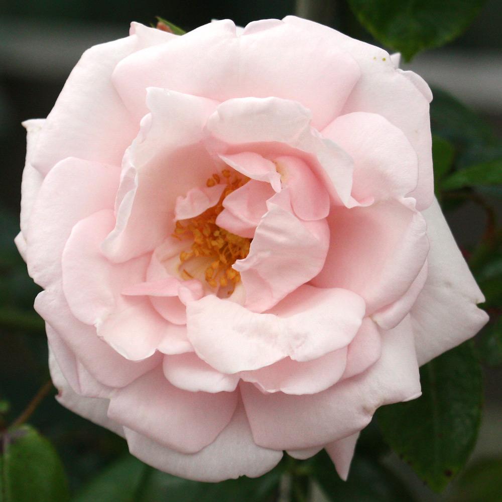 New Dawn Climbing Rose (ROSE CL. NEW DAWN) - 2 gallon