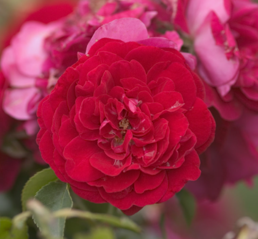 Paint the Town Rose (ROSE E.E. PAINT THE TOWN) - 2 gallon