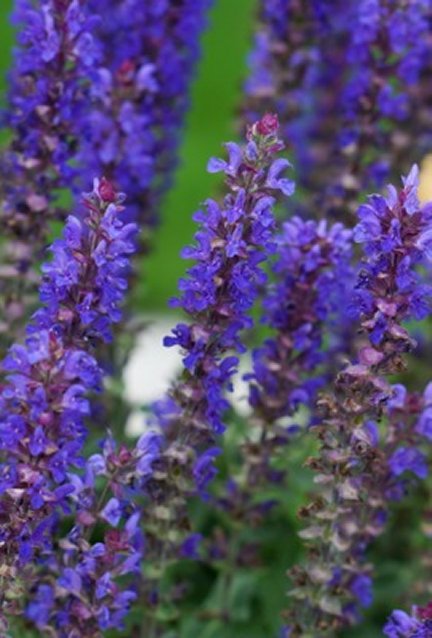 Blue Bouquetta® Catmint (SALVIA BLUE BOUQUETTA) - 1 gallon