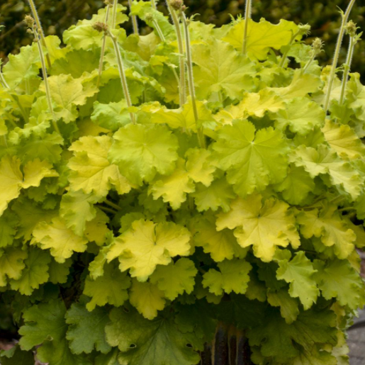 Lemon Love Coralbells (HEUCHERA LEMON LOVE) - 1 gallon