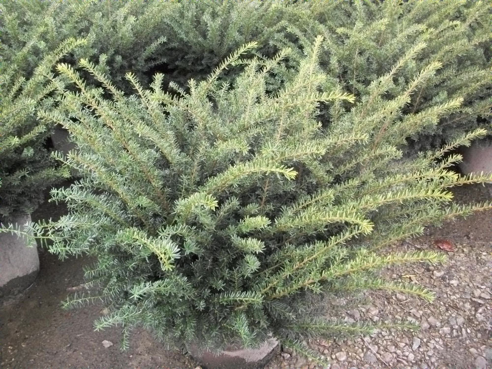 Everlow Yew (TAXUS MEDIA EVERLOW) - 3 gallon 12"