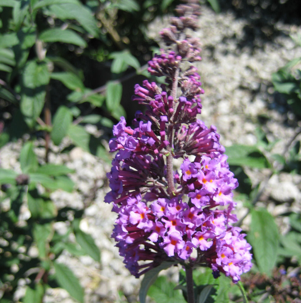 Butterfly Magic™ Butterfly Bush (BUDDLEIA BUTTERFLY MAGIC) - 3 gallon 3/PER POT