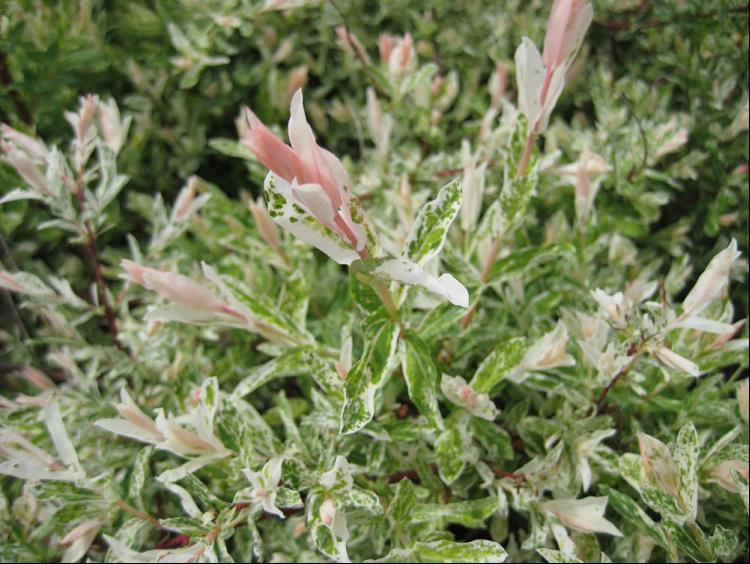 Dappled Willow (SALIX I. HAKURO NISHIKI) - 3 gallon 15"