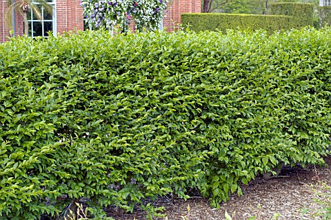 Hedge Privet (LIGUSTRUM IBOLIUM) - 2 gallon 15"
