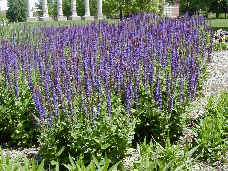 East Friesland Meadow Sage (SALVIA X S. H. EAST FRIESLAND) - 1 gallon