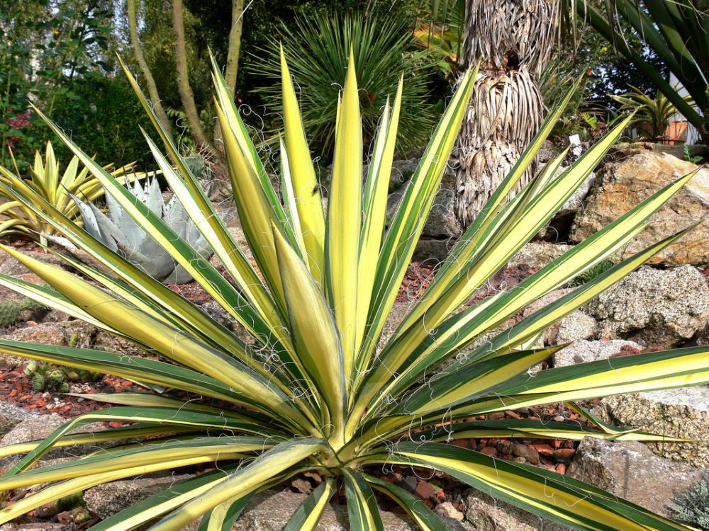Variegated Adam's Needle (YUCCA FILAMENTOSA COLOR GUARD) - 2 gallon