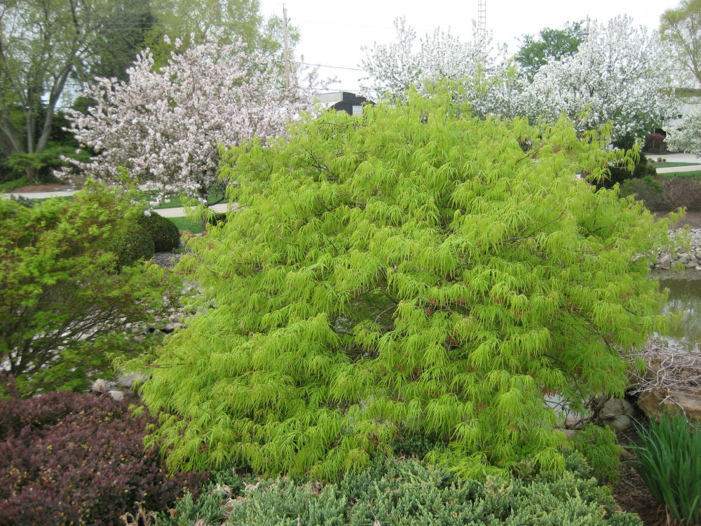 Green Laceleaf Japanese Maple (ACER P.D. VIRIDIS) - 3 gallon 15"