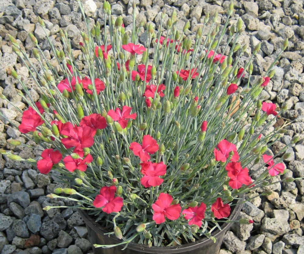 Frosty Fire Pinks (DIANTHUS GRAT. FROSTY FIRE) - 1 gallon