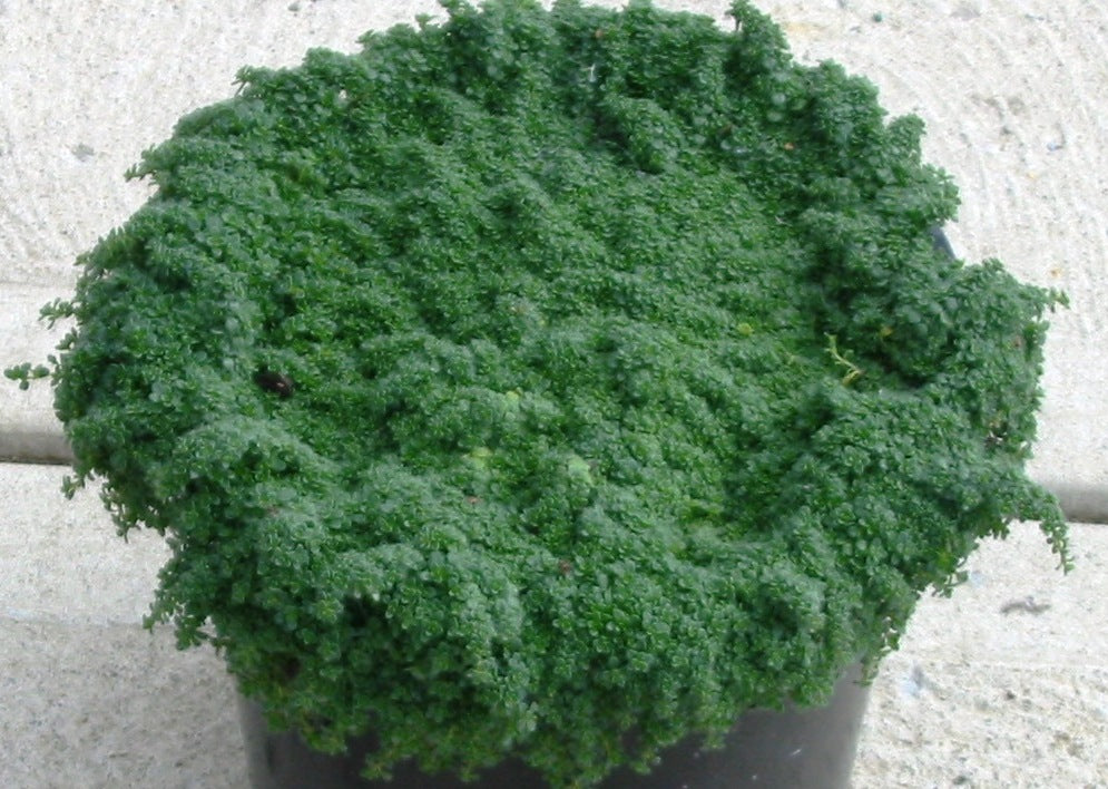 Creeping Thyme 'Elfin' (THYMUS SERPYLLUM ELFIN) - 1 gallon