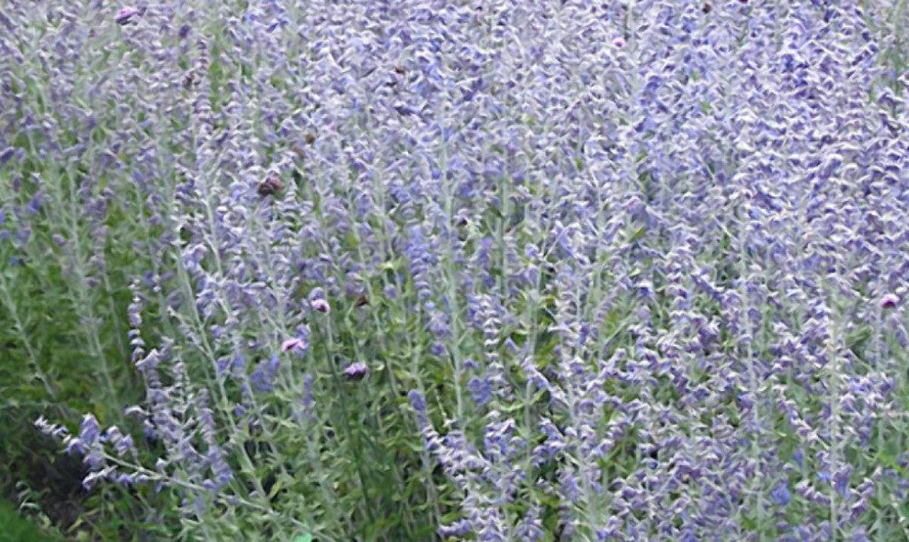 Blue Jean Baby Russian Sage (PEROVSKIA ATRIP. BLUE JEAN BABY) - 1 gallon