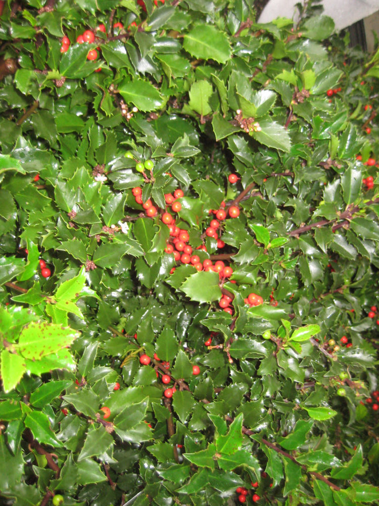 Royal Family (Blue Prince/Blue Princess) Holly (ILEX ROYAL FAMILY-PRINCE/PRINCESS) - 3 gallon 15"