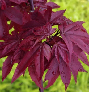 Twombly’s Red Sentinel Maple (ACER PA. TWOMBLYS RED SENTINEL) - 3 gallon 30"