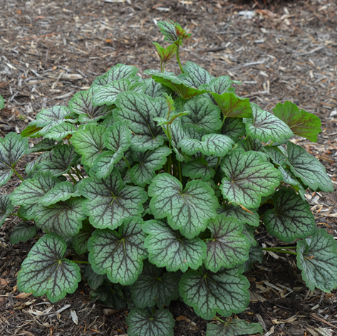 Green Spice Coral Bells (HEUCHERA A. GREEN SPICE) - 1 gallon