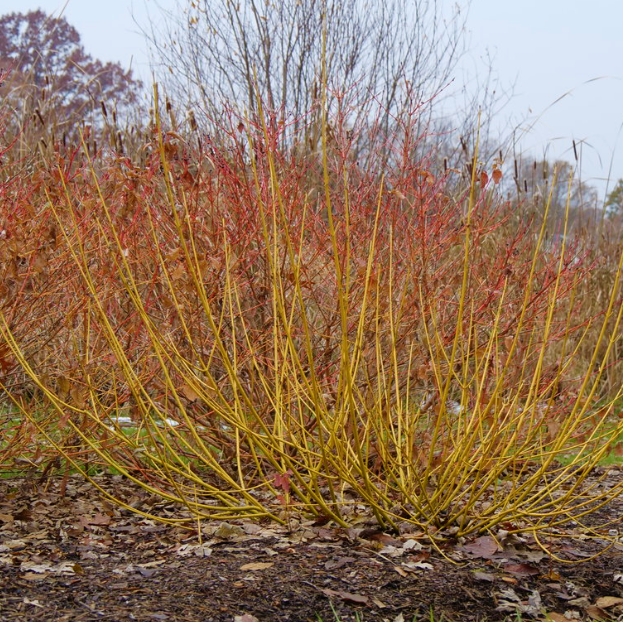 Red-Osier Dogwood
(CORNUS S. ARCTIC FIRE® YELLOW) - 3 gallon