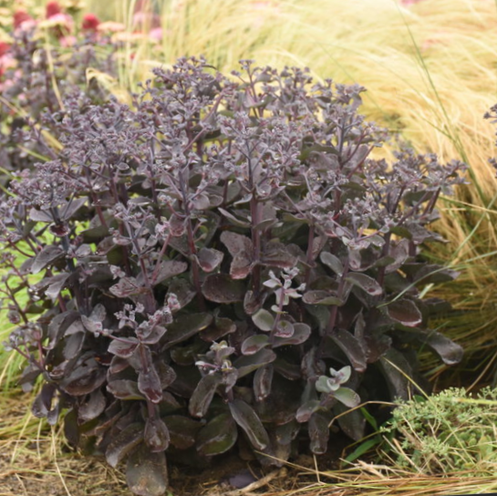 Rock 'N Grow® 'Back in Black' Stonecrop (SEDUM BACK IN BLACK) - 1 gallon