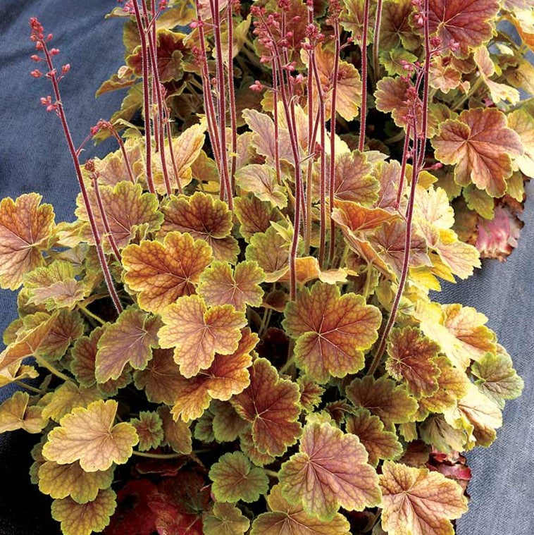 Northern Exposure™ Sienna Coral Bells (HEUCHERA NORTHERN EXP. SIENNA) - 1 gallon