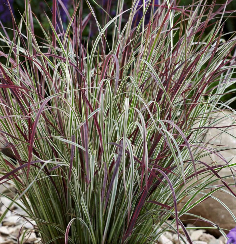 Chameleon Little Bluestem (GRASS - SCHIZACHYRIUM CHAMELEON) - 1 gallon