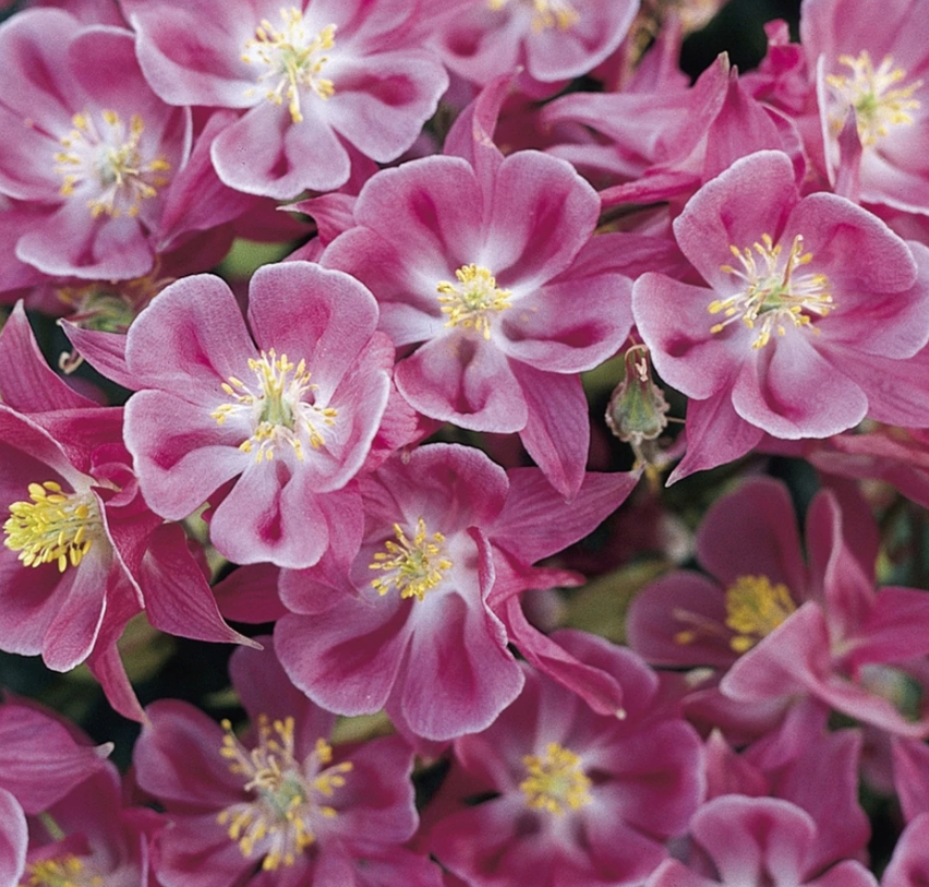 Winky Rose-Rose Columbine (AQUILEGIA WINKY ROSE-ROSE) - 1 gallon