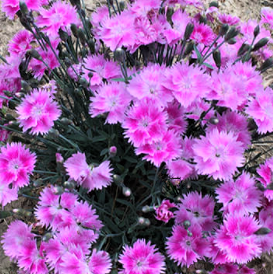 Dianthus Watermelon Ice Pinks (DIANTHUS EVERBLOOM WATERMELON ICE) - 1 gallon