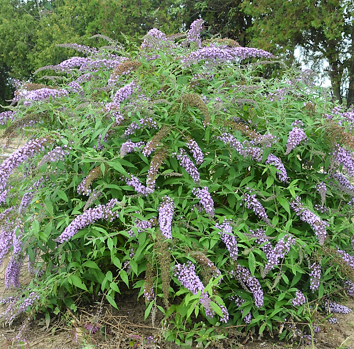 Lavender Cascade Butterfly Bush (BUDDLEIA LAVENDER CASCADES) - 3 gallon