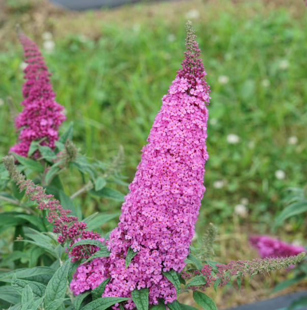 Pugster Pinker® Butterfly Bush (BUDDLEIA PUGSTER PINKER) - 3 gallon