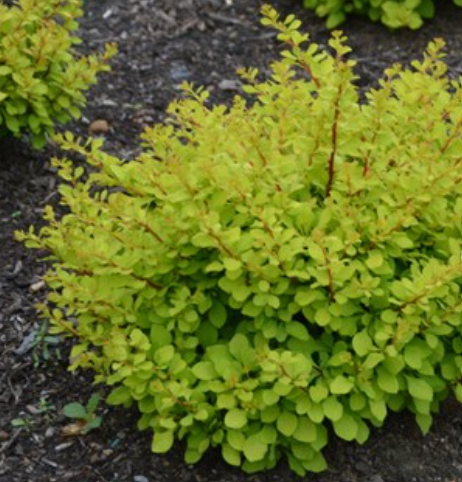 WorryFree® Lemon Glow® Barberry (BERBERIS THUN. LEMON GLOW) - 2 gallon 10"