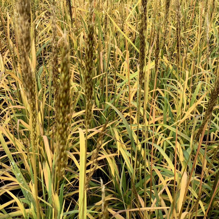 Indian Grass (GRASS - SORG. N. GOLDEN SUNSET) - 2 gallon