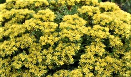 Sedum ROCK 'N LOW™ (SEDUM ROCK N ROUND™ BRIGHT IDEA) - 1 gallon