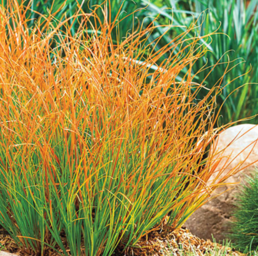 Carex Prairie Fire (GRASS - CAREX PRAIRIE FIRE) - 1 gallon