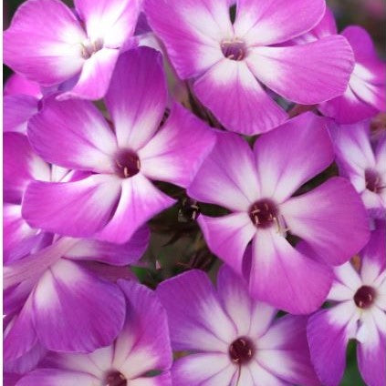 Flame® Pro Purple Garden Phlox (PHLOX PAN. FLAME PRO PURPLE) - 1 gallon