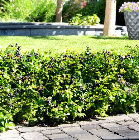 BerryBux® Blueberry (VACCINIUM BERRYBUX) - 1 gallon