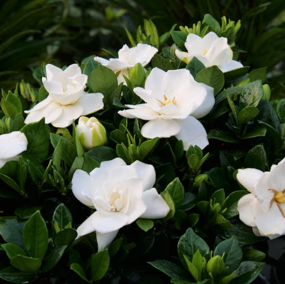 Steady as She Goes® (GARDENIA STEADY AS SHE GOES) - 3 gallon