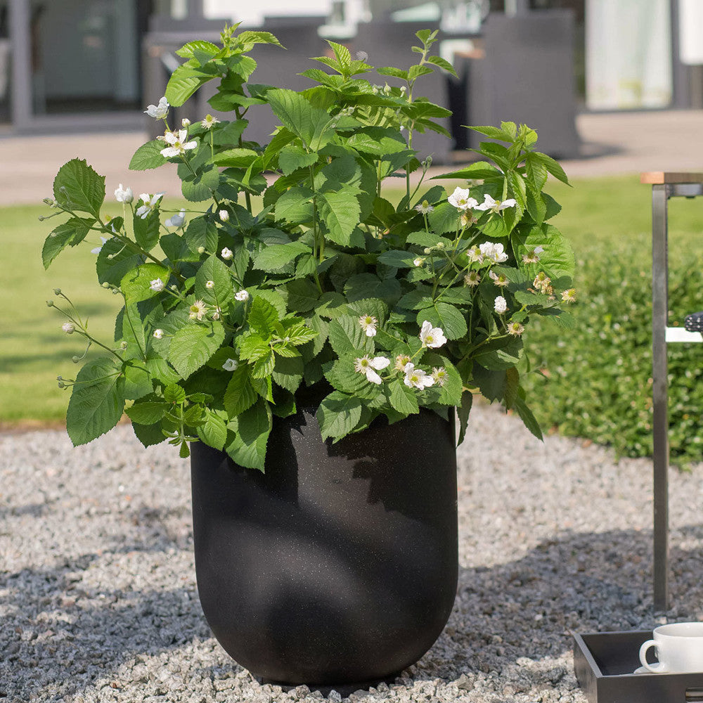 Baby Cakes® Blackberry (RUBUS BABY CAKES) - 1 gallon