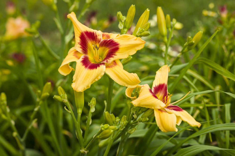Rainbow Rhythm® 'Tiger Swirl' Daylily (HEM RAINBOW RHYTHM TIGER SWIRL) - 1 gallon