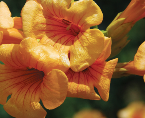 Summer Jazz™ Sunrise Gold Trumpet Vine (CAMPSIS SUMMER JAZZ SUNRISE GOLD)