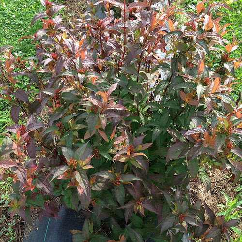 Kodiak® Red Diervilla (Diervilla sessilifolia 'Kodiak Red') - 3 gallon 12"