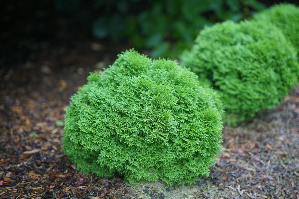 Tater Tot® Arbovitae (THUJA OCC. TATER TOT) - 2 gallon