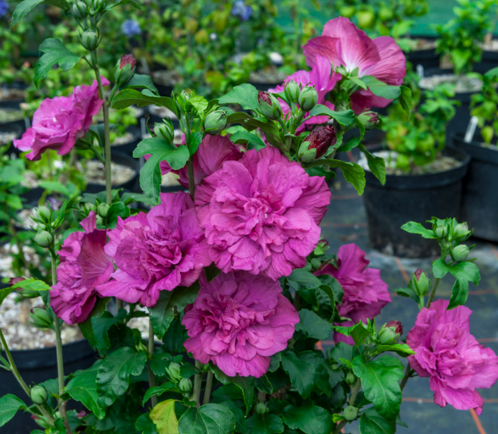 Magenta Chiffon® Rose of Sharon (HIBISCUS S. MAGENTA CHIFFON) - 3 gallon 18"